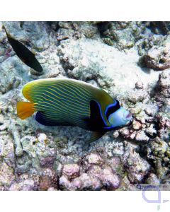 Pomacanthus imperator - Imperator-Kaiserfisch