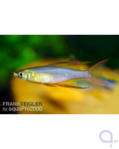 Filigran Regenbogenfisch - Iriatherina werneri - Prachtregenbogenfisch