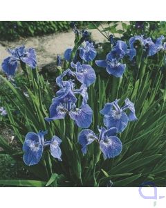 Iris setosa - Borsten-Schwertlilie