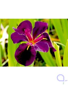 Iris louisiana Black Gamecock - Sumpfiris