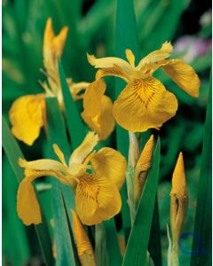 Iris pseudacorus - Sumpf Schwertlilie 9x9cm