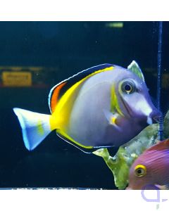 Acanthurus japonicus - Philippinen Doktorfisch