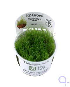 Taxiphyllum barbieri - Javamoos - 1-2 Grow