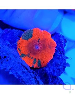 Discosoma Jawbreaker orange rot