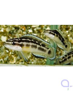 Schwarzweißer Schlankcichlide - Julidochromis transcriptus