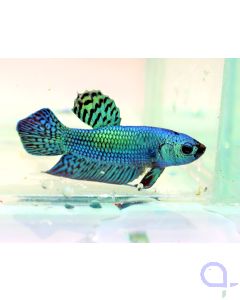 Kampffisch Plakat Grün - Green Alien - Betta splendens