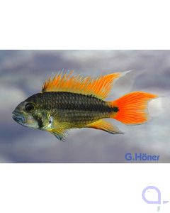 Kakadu-Zwergbuntbuntbarsch Orange Flash - Apistogramma cacatuoides