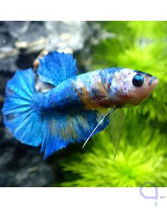 Kampffisch Plakat - Blue Nemo - Betta Splendens - Face