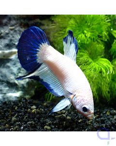 Kampffisch Plakat Dumbo- Royal Rim - Betta Splendens