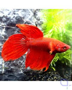 Kampffisch Veiltail - Red - Betta splendens