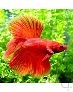 Kampffisch Halfmoon - Betta splendens - VvH