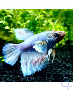 Kampffisch Plakat - Bluish Dumbo - Betta splendens *R04