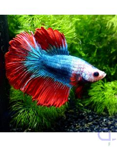 Kampffisch Halfmoon - Metallic Bicolor - Betta Splendens - 1