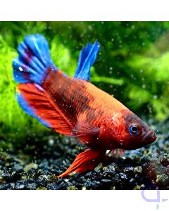 Kampffisch Plakat - Premium Tricolor - Betta splendens *R03
