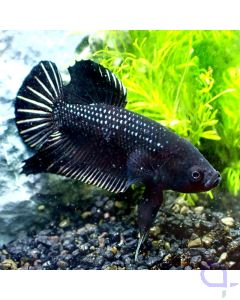 Kampffisch Plakat - Black Lace - Betta Splendens *GN55