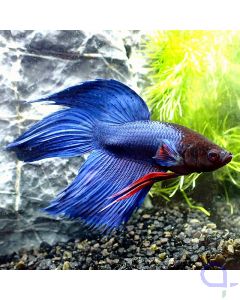 Kampffisch Veiltail - Blue - Red Wash- Betta Splendens - Body