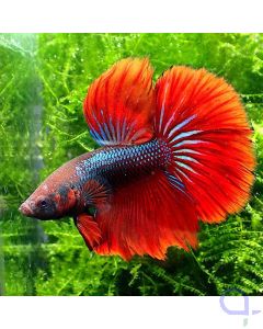 Kampffisch Halfmoon - Blue Striped Red - Betta splendens -Full Fin