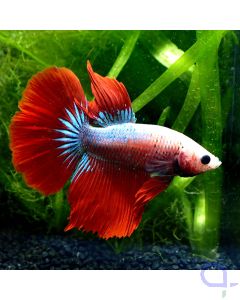 Shop für Aquaristik und Teich aquaPro2000