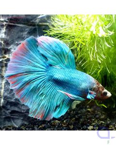 Kampffisch Halfmoon - Bubblegum - Betta Splendens *GN17