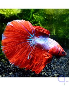 Kampffisch Halfmoon - Big Red Fin - Betta splendens
