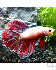 Kampffisch Halfmoon - Striped Fins - Betta Splendens *GN