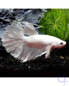 Kampffisch Halfmoon Dumbo - Platinum White - Betta splendens