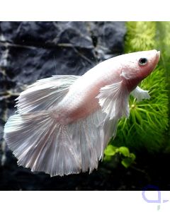 Kampffisch Halfmoon Dumbo - Snow White - Betta splendens - Ansicht