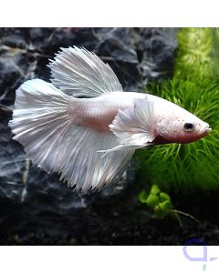 Kampffisch Halfmoon Dumbo - Snow White - Betta splendens *GN50