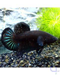 Kampffisch Plakat - Black Lace - Betta Splendens - Body