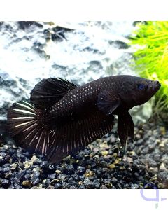 Kampffisch Plakat - Black Lace - Betta Splendens - Body