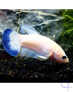 Kampffisch Plakat - Royal Rim - Betta Splendens *GN80