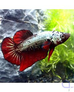 Kampffisch Plakat - Copper Red - Betta Splendens *GN15