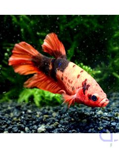 Kampffisch Plakat - Hellboy - Betta splendens *GN47
