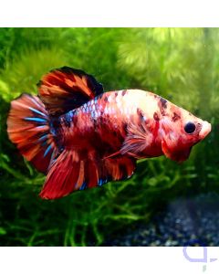 Kampffisch Plakat - Big Red Nemo - Betta splendens *40