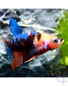 Kampffisch Plakat - Koi - Betta Splendens