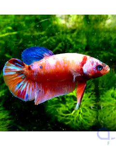 Kampffisch Plakat - Nemo Pinkish - Betta splendens 