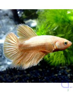 Kampffisch Plakat - 24K Gold - Betta Splendens - GN24 fullbody