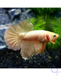 Kampffisch Plakat - 24K Gold - Betta Splendens *GN15