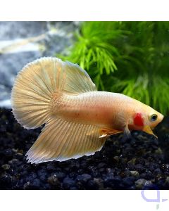 Kampffisch Plakat - 24K Gold - Betta Splendens *GN80