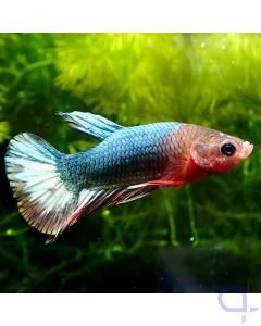 Kampffisch Plakat Deluxe - Metallic Candy - Betta splendens