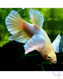 Kampffisch Plakat Dumbo - Yellow Lavender - Betta splendens *56