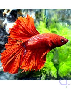 Kampffisch Halfmoon- Red iridecent - Betta Splendens - Face