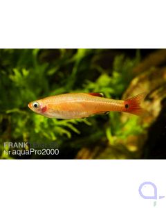 Kardinal Gold - Tanichthys albonubes 