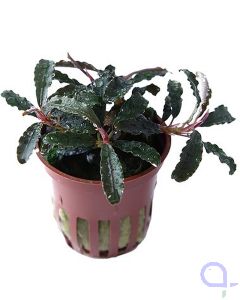 Bucephalandra sp. kedagang