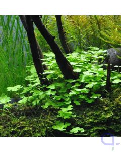 Hydrocotyle tripartita - Kleeblatt im Aquarium