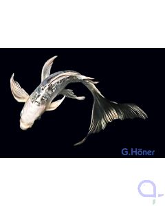 Butterfly Koi Mix 8-11cm - Cyprinus carpio