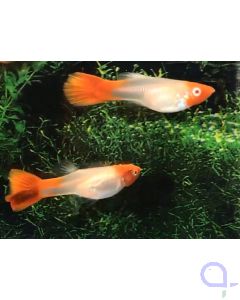 Guppy Koi Kohaku - Poecilia reticulata - Paar