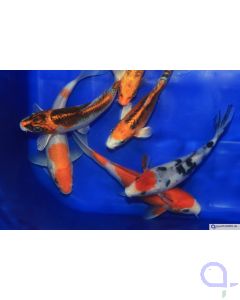 Japan Koi 16 -20 cm - Koi Mix