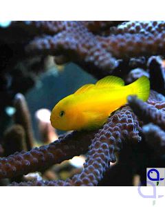 Gobiodon okinawae - Gelbe Korallengrundel