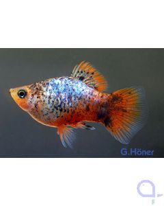 Korallenplaty calico - Xiphophorus maculatus